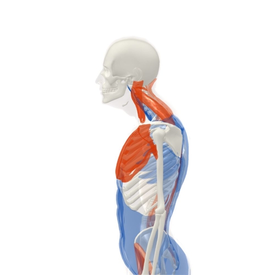 Moti Physio 2  - analiza postawy i ruchu w technologii 3D